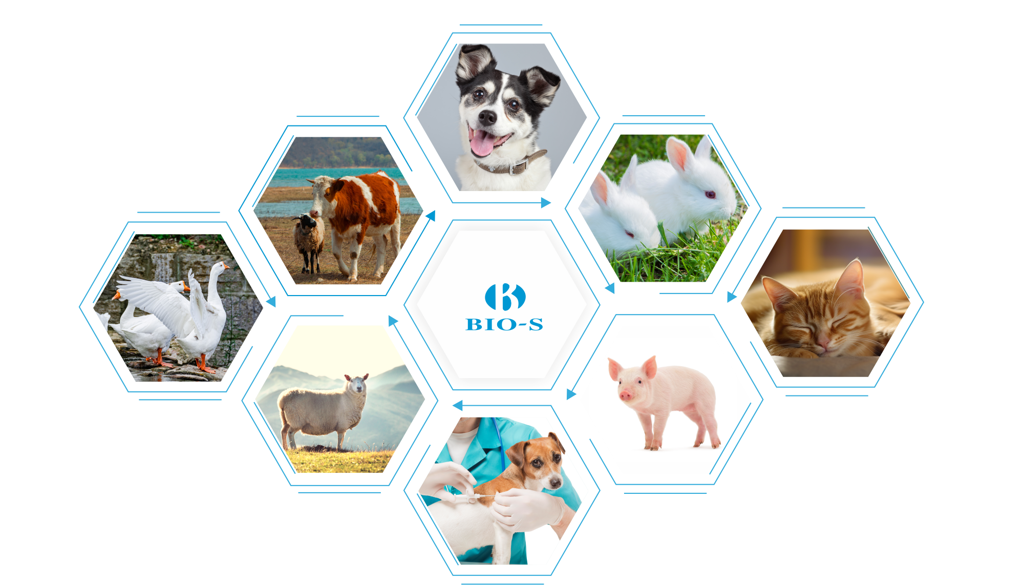 1705894577937208LtIT.png 動保-圖.png